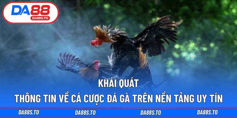 Khái quát thông tin về cá cược đá gà trên nền tảng uy tín